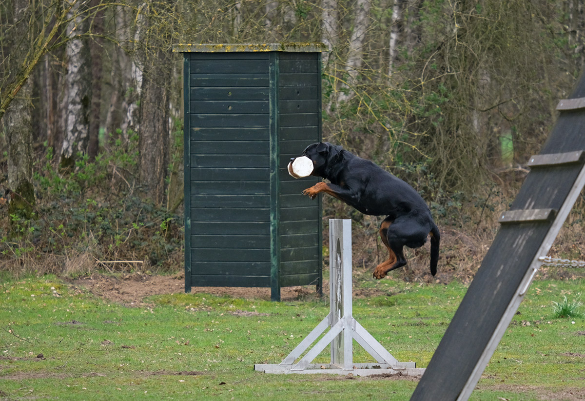 Aika im Steilsprung