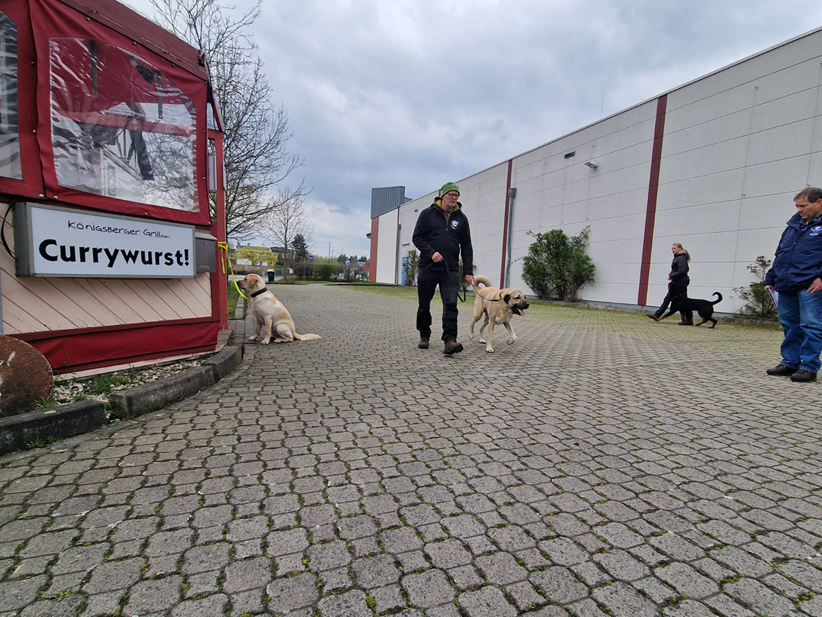 Verkehrsteil der Begleithundeprüfung